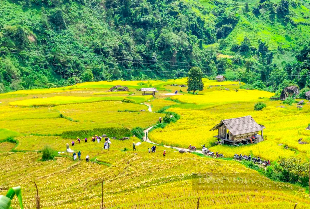 Autumn is the golden season in fog-covered Sapa Vietnam. Fall signals the coming of harvest days, the terraced fields suddenly change into a new, shiny golden color, standing out against the clear blue sky.